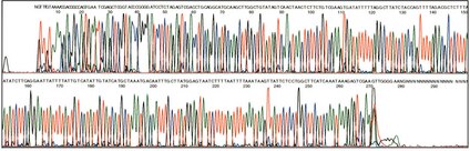 Representative electropherogram from a 301 bp PCR product purified using MultiScreen PCR<sub>96</sub> filter plate (Thermo Sequenase® II dye terminator).